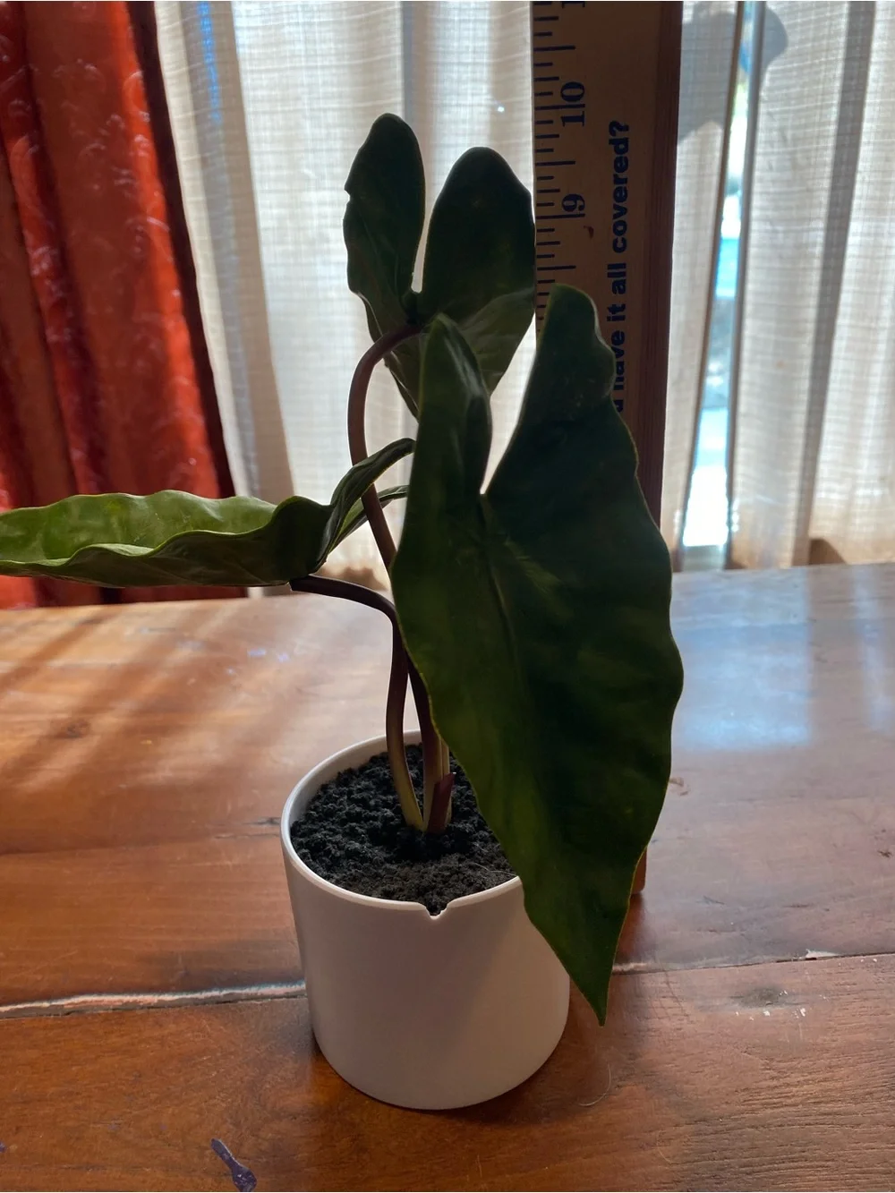 No Label elegant green